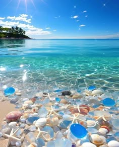 shells and starfish on the beach with clear blue water in the foreground, under a sunny sky