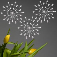 three white dandelions in a vase with yellow tulips