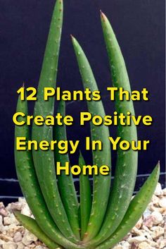 an aloena plant with the words, 12 plants that create positive energy in your home