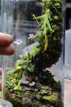 a person is holding a glass jar with plants inside and moss growing in the bottom