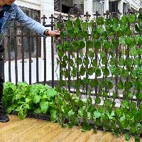 a man standing next to a metal fence with green plants growing out of it in front of him