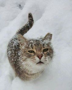 a cat in the snow looking up with its eyes wide open and it's nose covered by snow