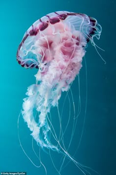 a jellyfish swimming in the water