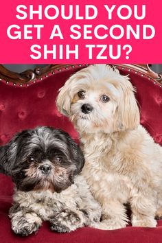 two shih tzu dogs sitting on a red couch with the caption should you get a second shih tzu?