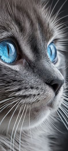 a close up of a cat with blue eyes