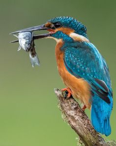 a blue and orange bird with a fish in it's mouth on a branch