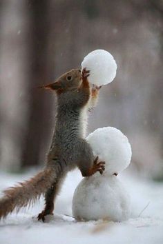 a squirrel is playing with two snowballs in the middle of it's back legs