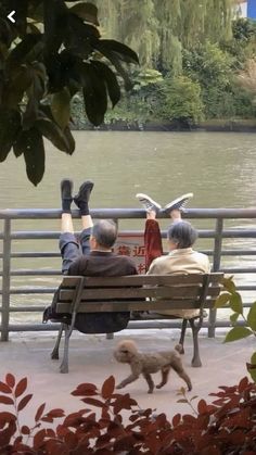 an elderly couple sitting on a park bench with their dog and two birds flying over them