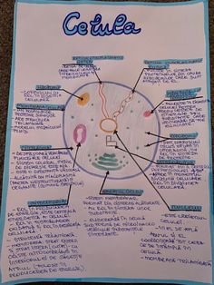 the structure of an animal cell labeled in blue and white on a piece of paper