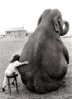 girl and elephant photo by samlovesherdog, via Flickr Cute Elephant Pictures, Elephant Pictures, Elephant Love, Appaloosa, Edgar Allan Poe, An Elephant, Cute Elephant, Jolie Photo, Quarter Horse