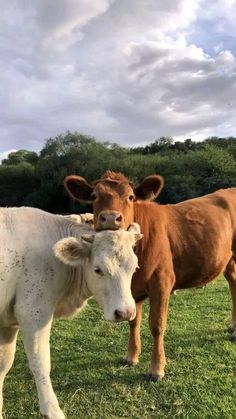 two brown and white cows standing on top of a grass covered field with trees in the background