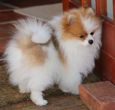 a small brown and white dog standing next to a brick wall near a door way