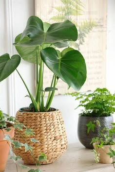 some plants that are sitting on a table