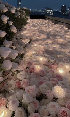 many white roses are lit up in the night