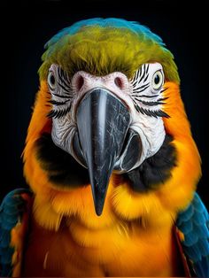 a colorful parrot is looking at the camera