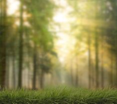 an image of a forest with grass and trees in the foreground, blurry background