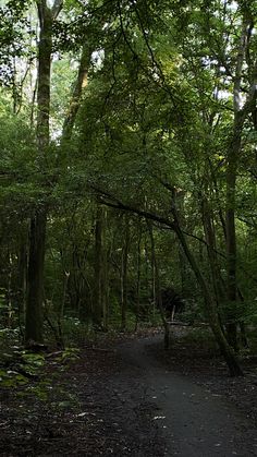 a path in the middle of a forest with lots of trees