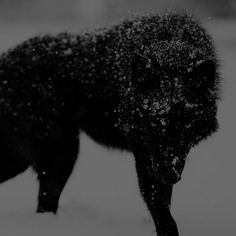 a black and white photo of a wolf in the snow