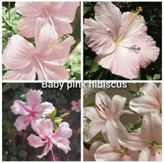 four pictures of pink flowers with the words baby pink hibiscus