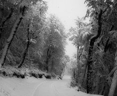 a snow covered road surrounded by trees and bushes