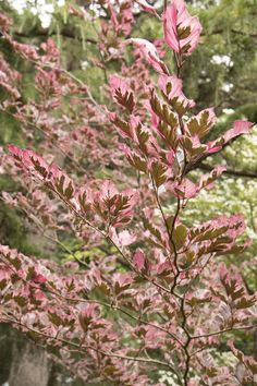 a tree with pink leaves in the foreground and green trees in the back ground