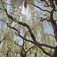 the sun shines through the branches of several trees in an area with white flowers