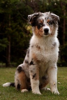 a brown and white dog sitting on top of a grass covered field next to trees