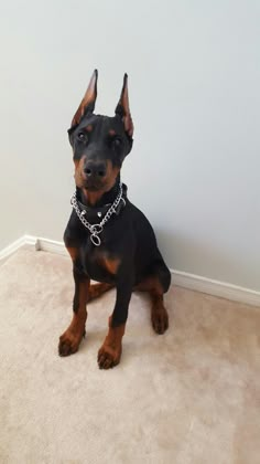 a black and brown dog sitting on top of a carpeted floor next to a white wall