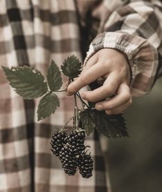 a person holding some blackberries on top of a leafy branch in their hands