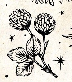 a drawing of two flowers with stars in the background