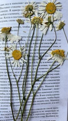 some daisies are sitting on top of an open book with writing in the background