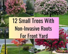 small trees with non - invasive roots for front yard landscaping are easy to grow