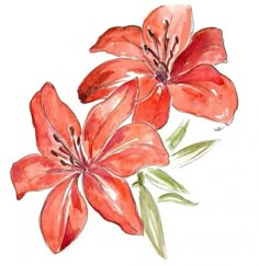 two red flowers with green leaves on a white background in watercolor and pencils