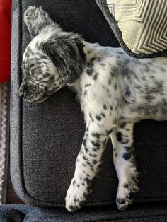 a dog is sleeping on the back of a chair