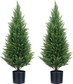 two potted trees are shown side by side