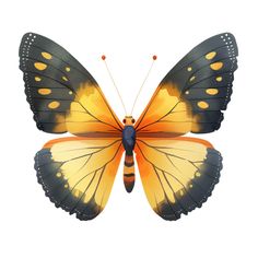 an orange and black butterfly on a white background