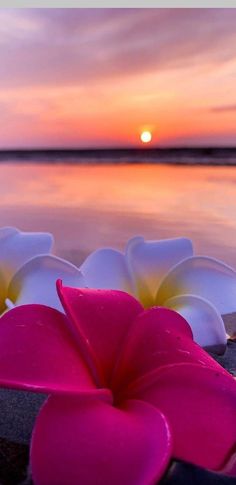 pink and white flowers sitting on top of a beach next to the ocean at sunset