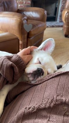 a person holding a small white dog on top of a couch in front of a fire place