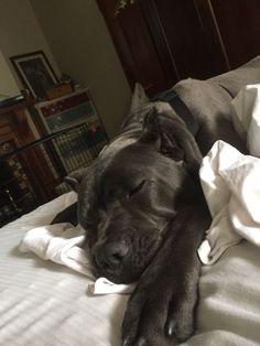 a large black dog laying on top of a bed