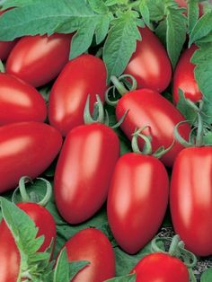 a bunch of red tomatoes with green leaves