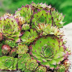 some very pretty green plants in a pot