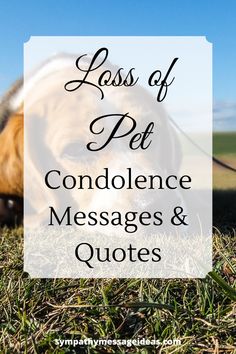 Sympathy Sayings, Sympathy Sentiments, Sympathy Card Sayings, Pet Condolences, Nice Thoughts, Memorial Services, Sympathy Card Messages, Loss Of Pet, Sympathy Messages