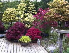 a wooden deck surrounded by colorful trees and shrubs