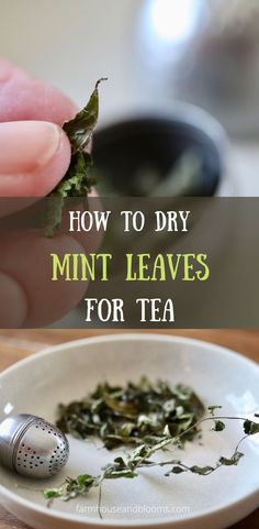 two pictures of dried mint made for tea Dry Mint Leaves, Peppermint Benefits, Mint Recipes Fresh, Mint Tea Recipe, Drying Mint Leaves, Mint Herb, Spearmint Tea, Harvesting Herbs