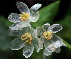 three clear flowers with yellow stamens in the center and green leaves behind them