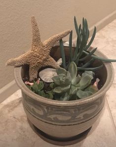 a potted plant with a starfish on it