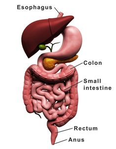 an image of a human body with the liver and stomach highlighted in red, on a white background