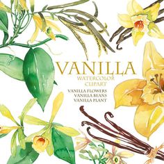 watercolor clipart featuring vanilla flowers, vanilla beans and vanilla plants with vanilla flavor