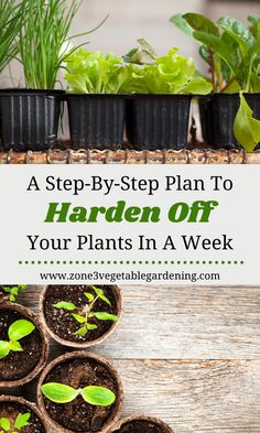 several small pots with plants growing out of them and the words, a step - by - step plan to garden off your plants in a week