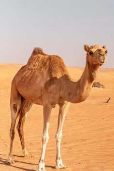 a camel is standing in the desert with its head turned to the side and it's legs crossed